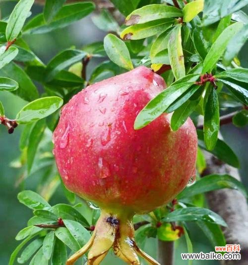 解读石榴的代表意义和寓意 石榴的象征意义及寓意