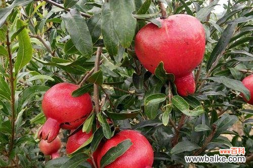 解读石榴的代表意义和寓意 石榴的象征意义及寓意