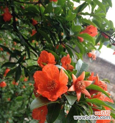 探寻石榴花花语的深意 石榴花