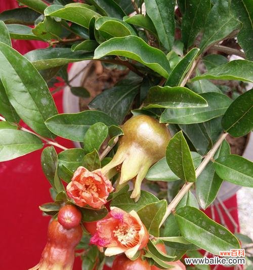 象征着丰收与宁静 石榴树