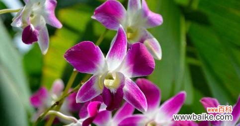 解读石斛兰花的含义与象征 石斛兰