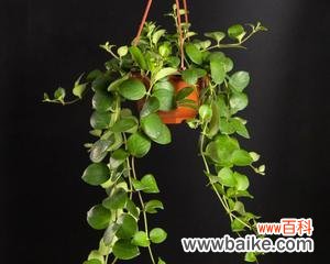 追逐与期盼 失而复得的爱——以玫瑰花为象征