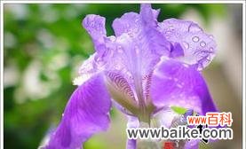 追逐与期盼 失而复得的爱——以玫瑰花为象征