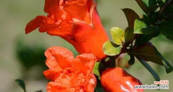 石榴花的美丽与希望 石榴花开的花语与寓意