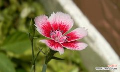 探索石竹科植物的科属特点和生物活性物质 石竹科植物的多样性与应用价值