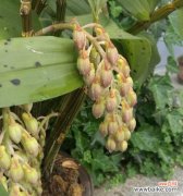 探究石斛花的象征意义及其开花前兆 以石斛开花的寓意与兆头