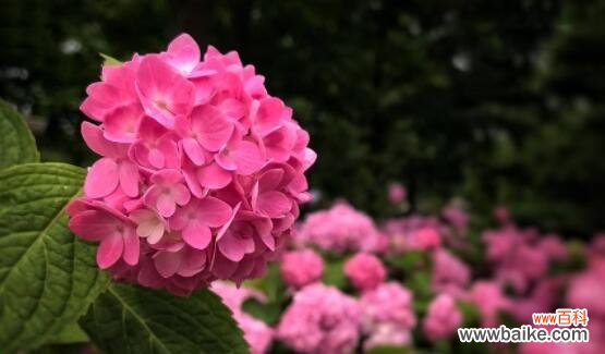 用玫瑰花传递永恒的爱意 爱情永恒的象征——玫瑰花