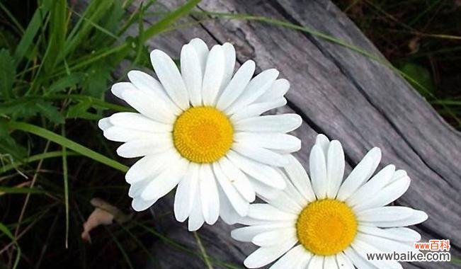 暗恋花语解读与感悟 花语暗恋——心香无声的表白