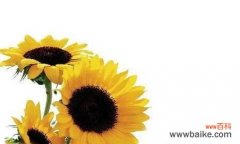 暗恋花语解读与感悟 花语暗恋——心香无声的表白