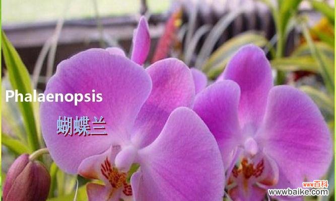 打造健康绿萝的关键诀窍 绿萝养护指南