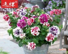 唯美浪漫的牵牛花语 重瓣矮牵牛