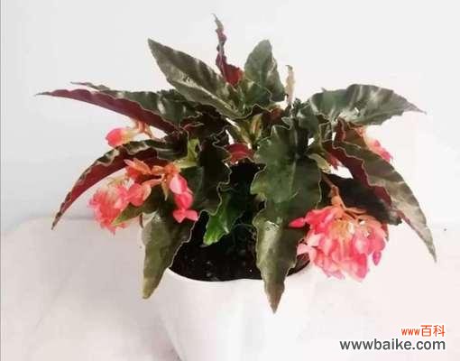 竹节秋海棠花语与人生哲理的共鸣 竹节秋海棠花语