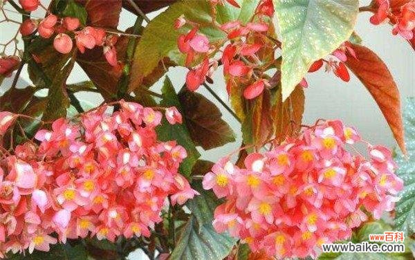 竹节秋海棠花语与人生哲理的共鸣 竹节秋海棠花语