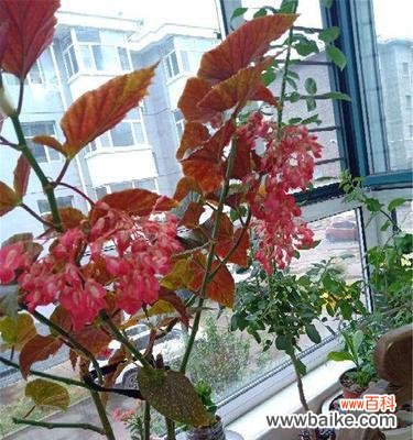 探索竹节海棠的传统文化内涵与象征意义 竹节海棠花语和寓意