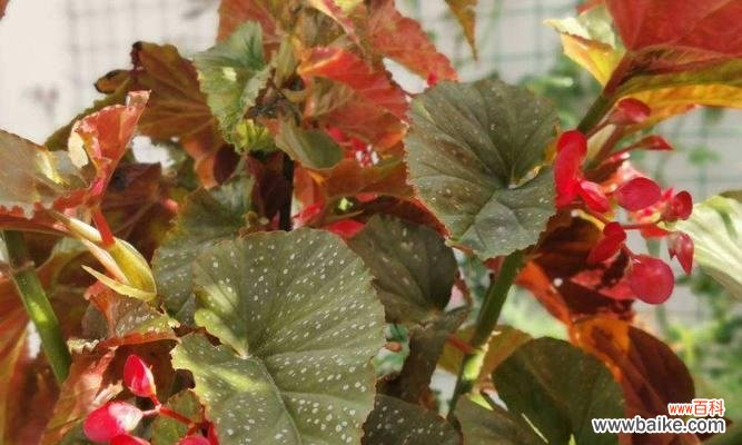 探索竹节海棠的传统文化内涵与象征意义 竹节海棠花语和寓意