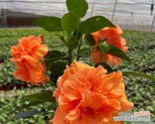 探寻朱槿牡丹花语的美妙含义 朱槿牡丹花语