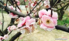 中国文化中的竹子和梅花寓意 竹梅相映，风韵千年