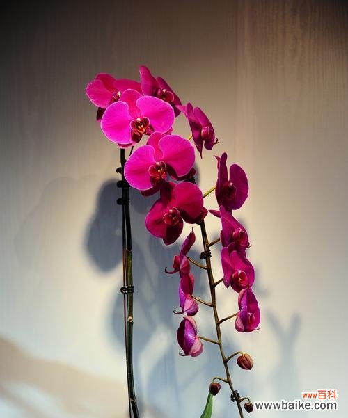 中国文化中的竹子和梅花寓意 竹梅相映,风韵千年