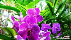 竹子与兰花的深刻象征意义 竹兰之美