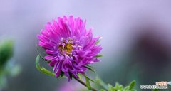 探寻紫色翠菊花语的深层含义 紫色翠菊花语的魅力