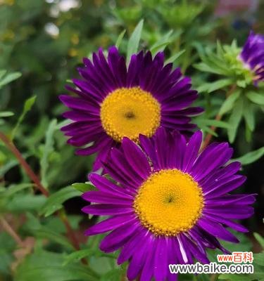 探寻紫色翠菊花语的深层含义 紫色翠菊花语的魅力