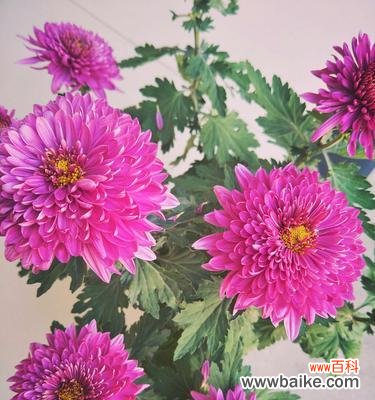 探索紫菊花的隐含信息 紫菊花的花语与意义