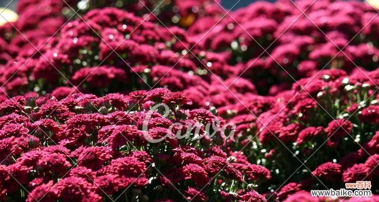 探索紫菊花的隐含信息 紫菊花的花语与意义