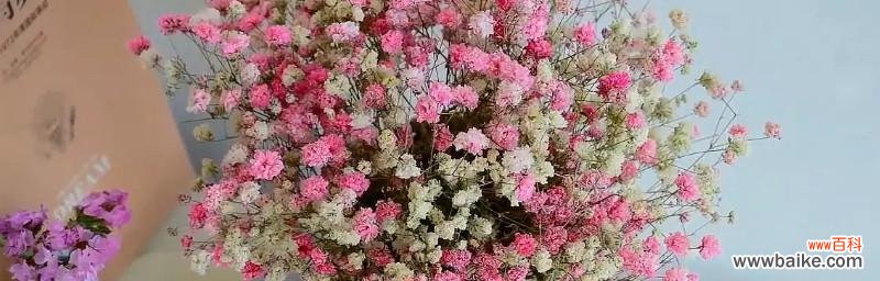 向人们传递美好的祝福与希望 紫红色满天星花语