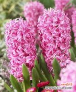 揭开紫红色风信子花语的奥秘 紫红色风信子的花语之美