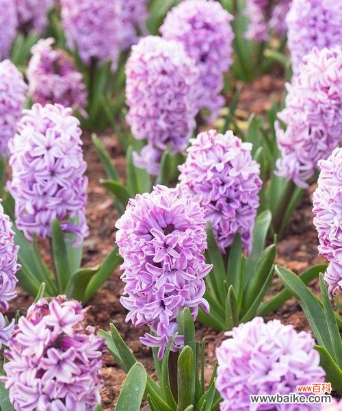 解读紫色风信子的隐含寓意与情感表达 紫色风信子的花语及象征意义