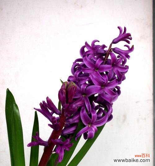 探索紫色风信子的秘密与魅力 紫色风信子的象征意义与美丽之融合