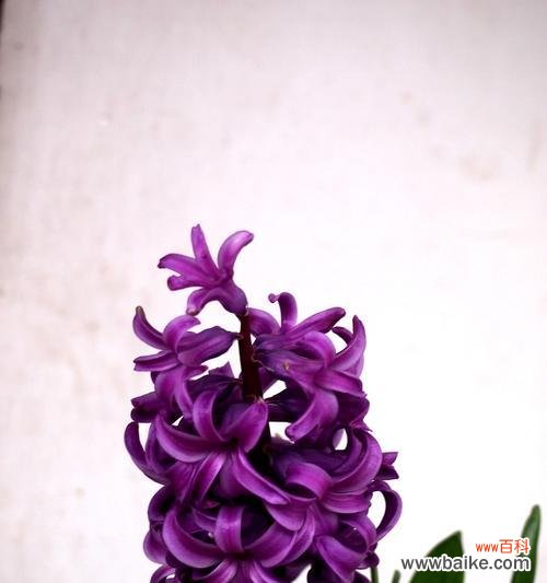 探索紫色风信子的秘密与魅力 紫色风信子的象征意义与美丽之融合