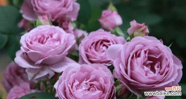 绽放的紫色月季 月季花开盛世，紫色花语传真情