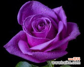 绽放的紫色月季 月季花开盛世，紫色花语传真情