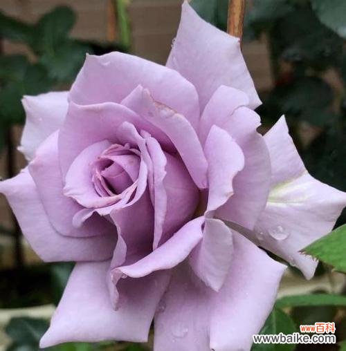 绽放的紫色月季 月季花开盛世，紫色花语传真情