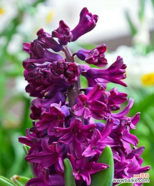 淡紫色花朵的美丽象征和愿望传递者 淡紫色的风信子花语-自由、平静与爱