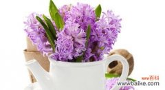 淡紫色花朵的美丽象征和愿望传递者 淡紫色的风信子花语-自由、平静与爱