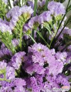 揭开紫色花语风信子的多彩世界 紫色花语风信子的神秘魅力