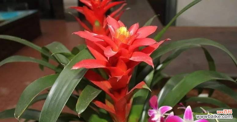 丰收之福 花开财运，寓意财富兴旺