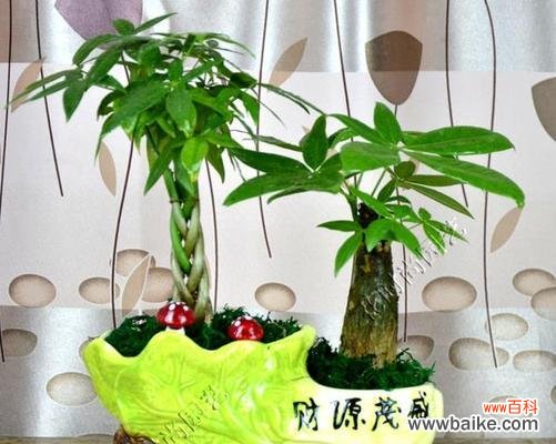 丰收之福 花开财运，寓意财富兴旺