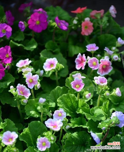 以什么花代表报春 报春之花