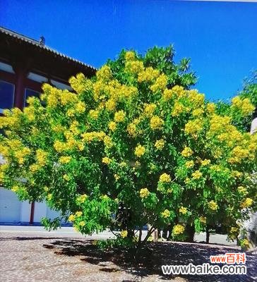 初恋的甜蜜与离别 初恋的花开