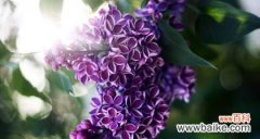 初恋的甜蜜与离别 初恋的花开