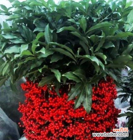 以什么花代表春节 春节花卉盛宴——花朵在中国文化中的象征