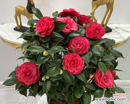 花朵中的财富象征 以金银花代表发财