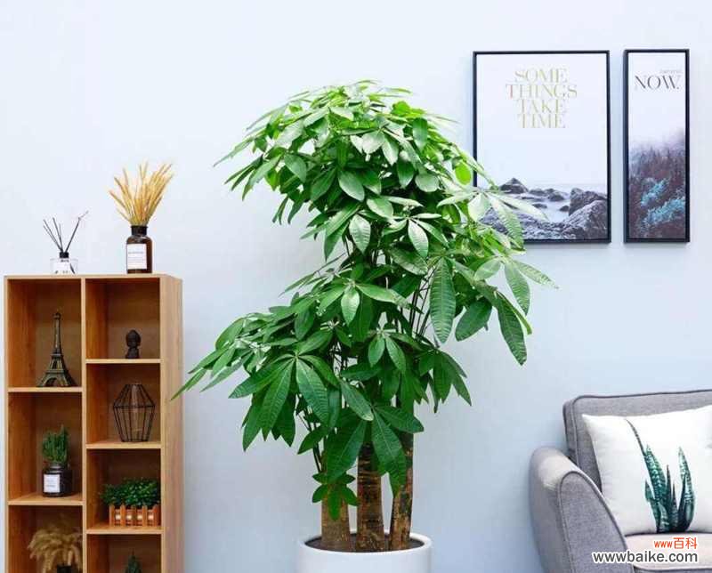 花朵中的财富象征 以金银花代表发财