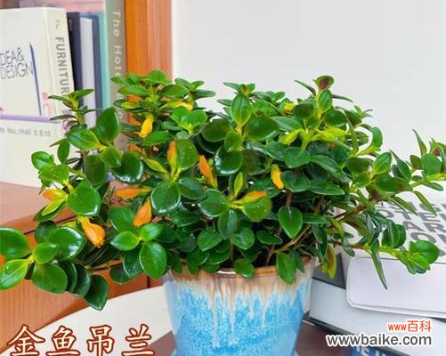 花朵中的财富象征 以金银花代表发财