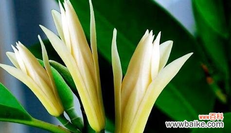 以百合为主题 纯洁花之美