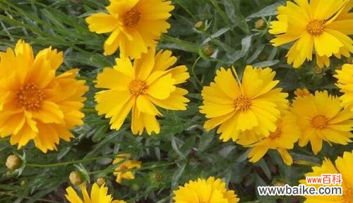 借花之意 花语道歉，以花言传心