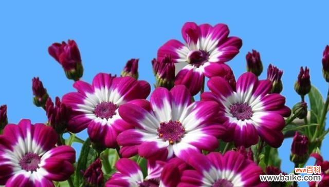 借花之意 花语道歉，以花言传心